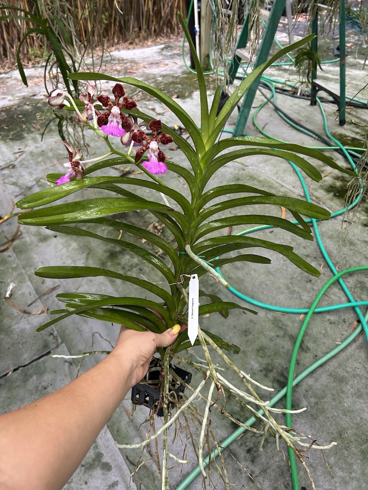 In Bloom Vanda Paksorn Fragrance Orchid , Fragrant Hybrid Red Purple