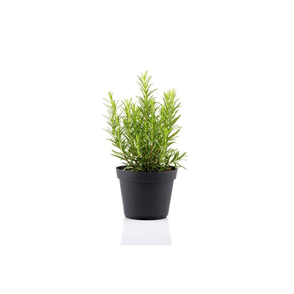 1 Gal. Barbeque Rosemary Plant