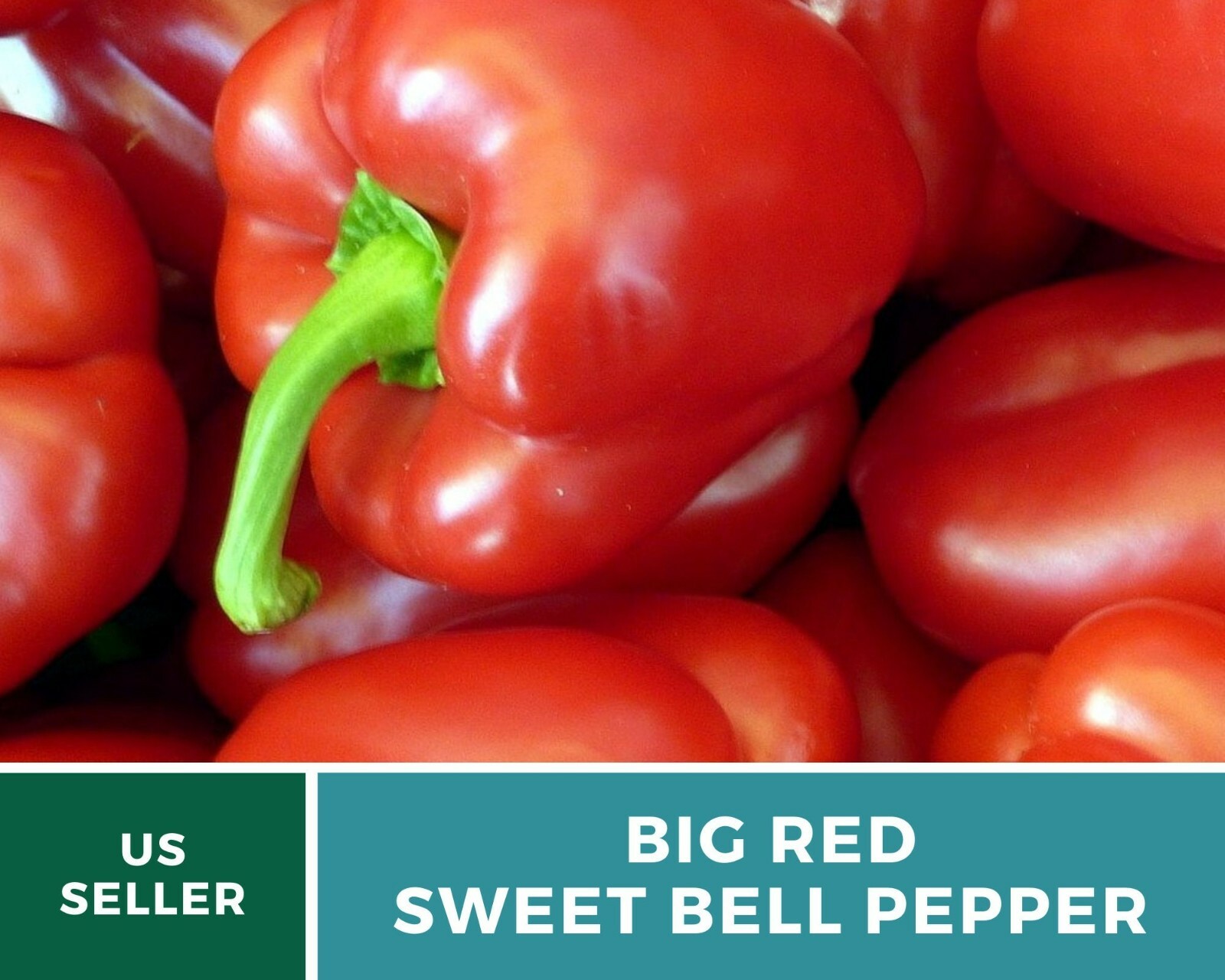 Pepper, Big Red Sweet Bell – 30 Seeds – Easy to Grow – Heirloom – GMO Free (Caps