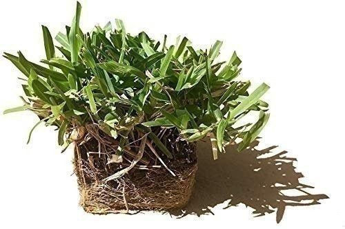 Seville | Sod Plugs | Stenotaphrum Secundatum | Low Maintenance | Hardy Lawn