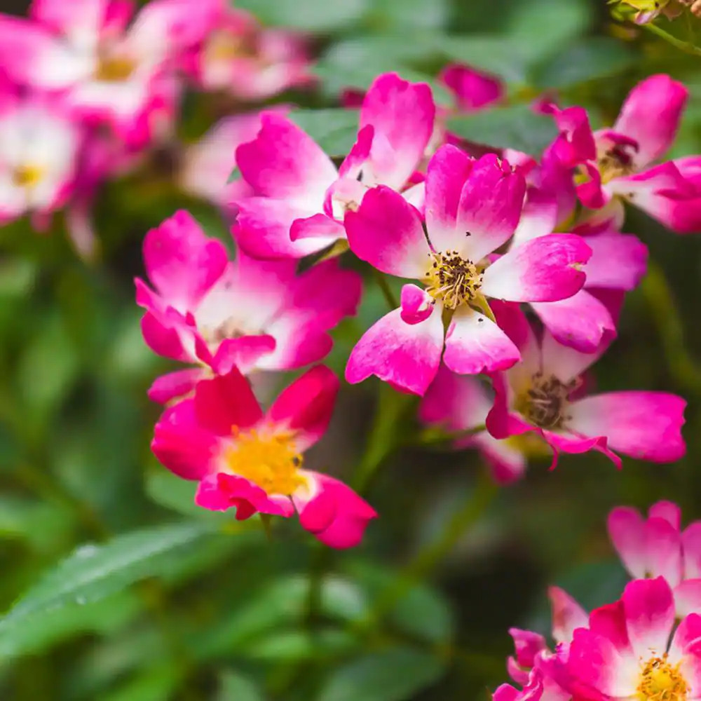 2 Gal. Pink Drift Rose Bush with Pink Flowers