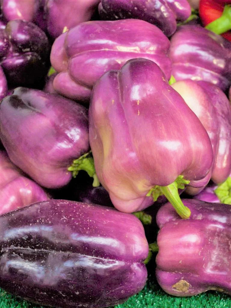 Lilac Sweet Bell Pepper Seeds | Purple Red Merlot UFO Islander Peppers Seed 2024