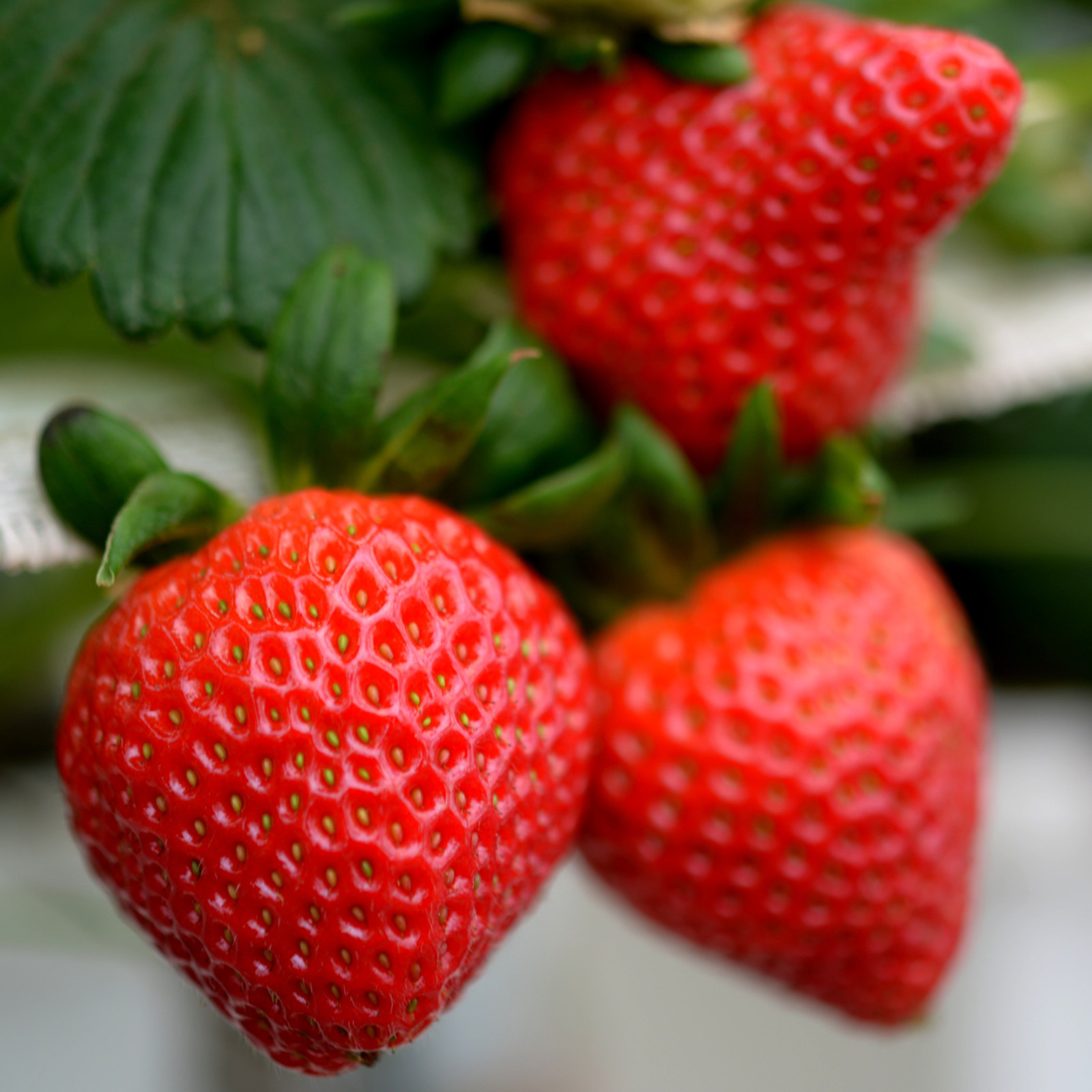 Allstar Strawberry Roots – Bare Root Plants | Mid-Season June-Bearing Variety