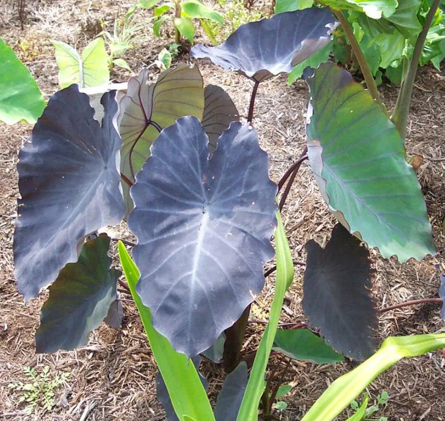 Hawaiian Punch Colocasia – 1 Live Plant – 3in Pot – Ships Without Pot