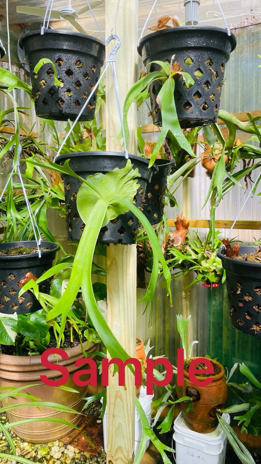 Platycerium Staghorn Fern Pot With Hanging Hook 10 Inch