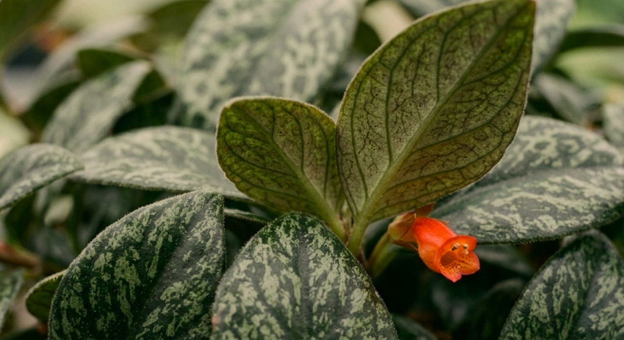 3 Black Pagoda Lipstick Plant Cuttings (Aeschynanthus Longicaulis)