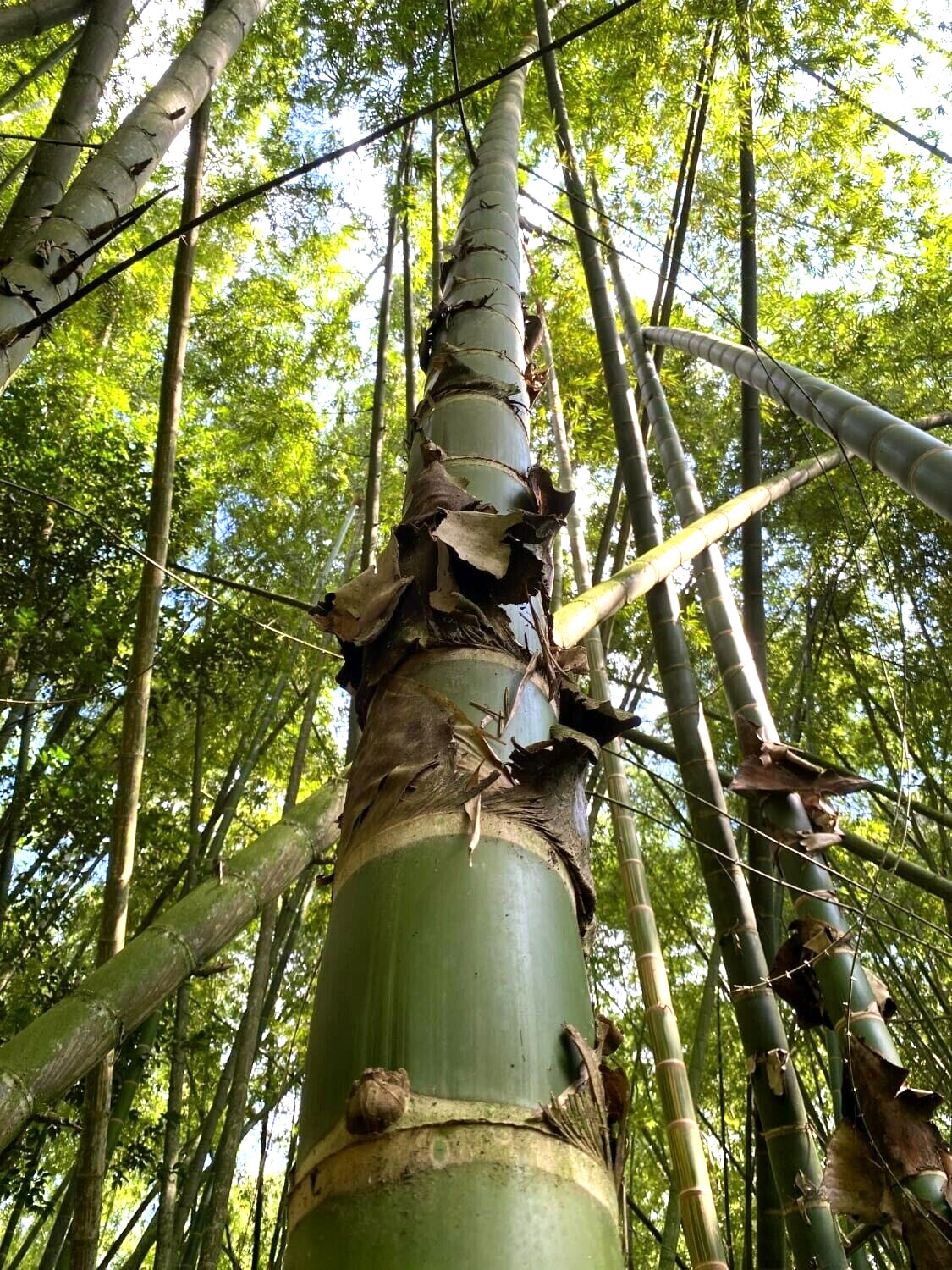 10 Giant neotropical bamboo seeds – Guadua Angustifolia -(Gua Duo Zhu Bamboo )
