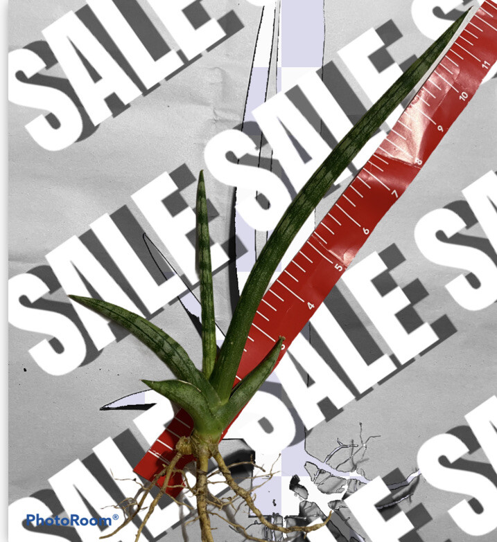 5 cuts Snake Plant Sansevieria Cylindrica 4 ” cuts unrooted Planta espada