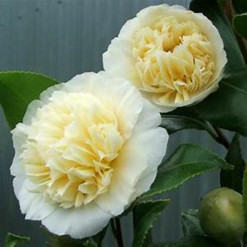 **JURY’S YELLOW**Unique Bloom**Camellia Japonica-Live Starter Plant -USA SELLER