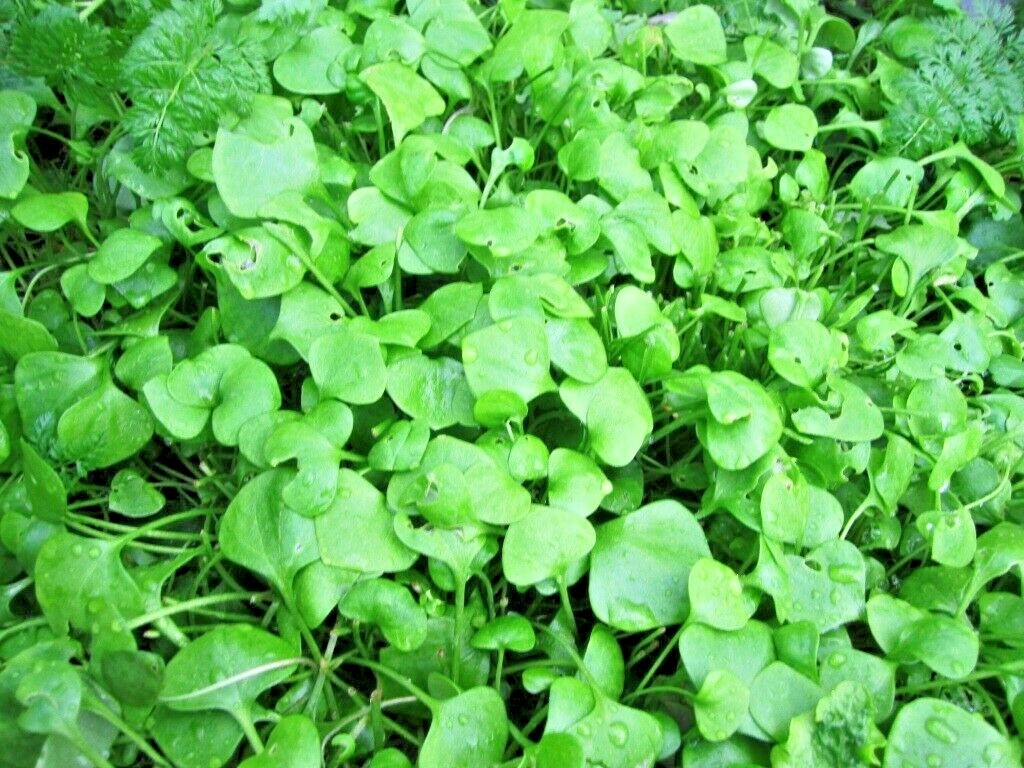 600+Dutch CORN SALAD Seeds Organic Lambs Lettuce Mache Garden Patio Container