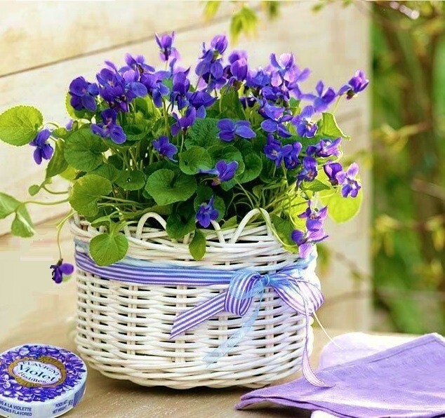10 Rhizomes (Bulbs) of Viola Sororia (Blue Violet,Wood Violet,Hooded Violet)