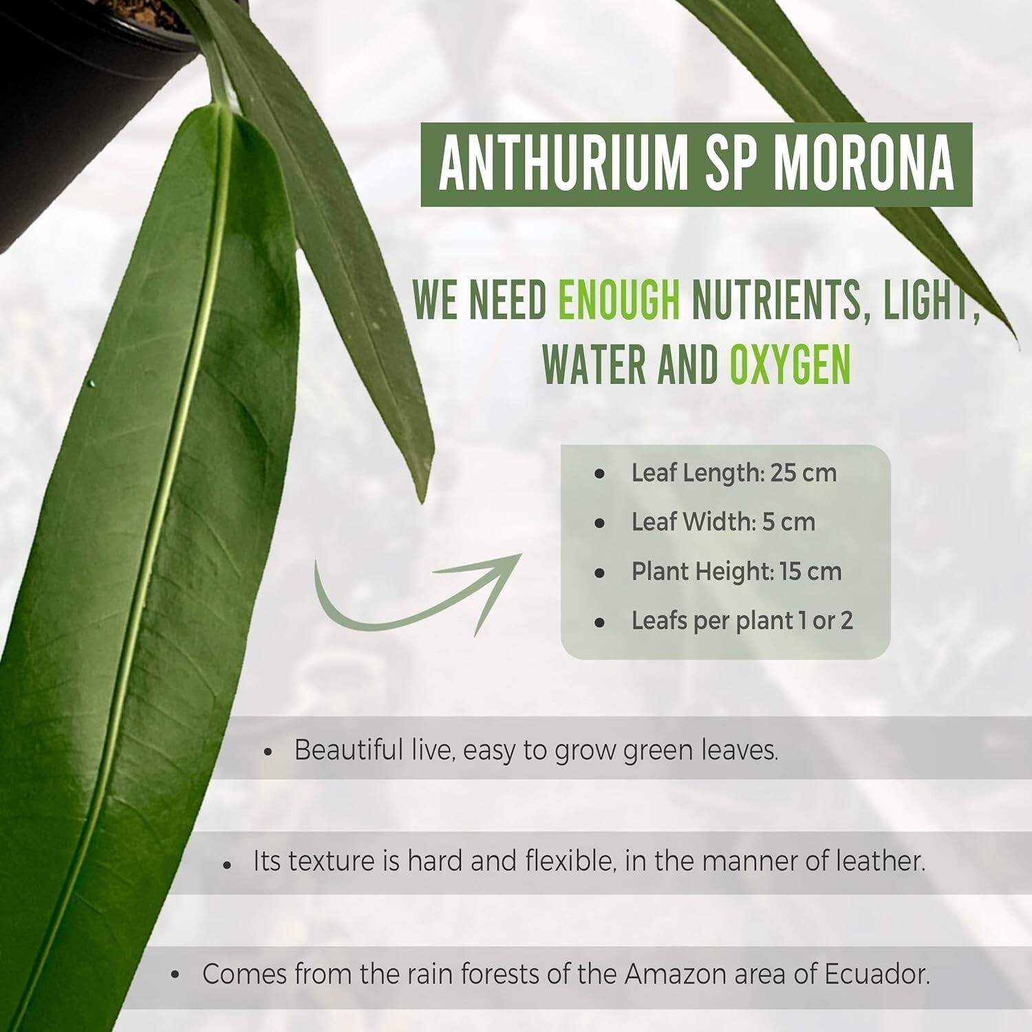 Anthurium SP Morona by LEAL PLANTS ECUADOR Green Live indoor Plants|House Plants