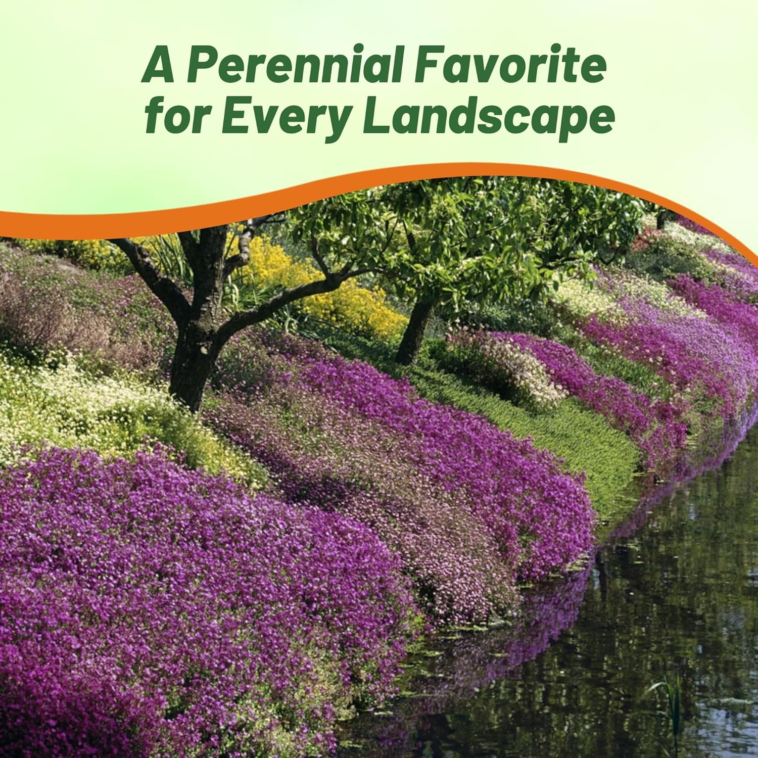 10000 Seeds Aubrieta Royal Mix Seeds – Rock Cress Ground Cover Seed
