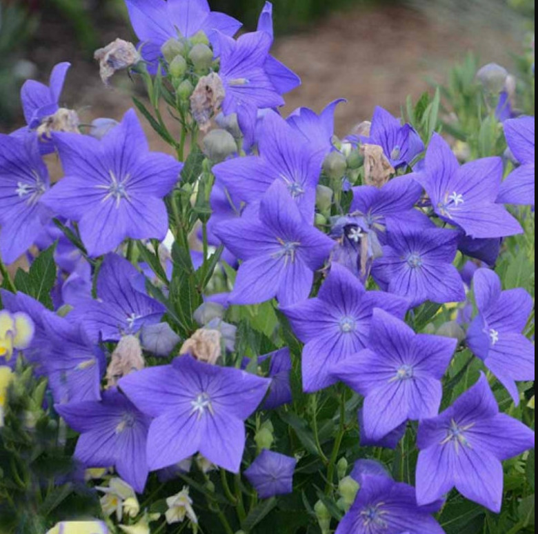 60 seeds| Blue Balloon Flower (Platycodon grandiflorus) Herb seeds #6005