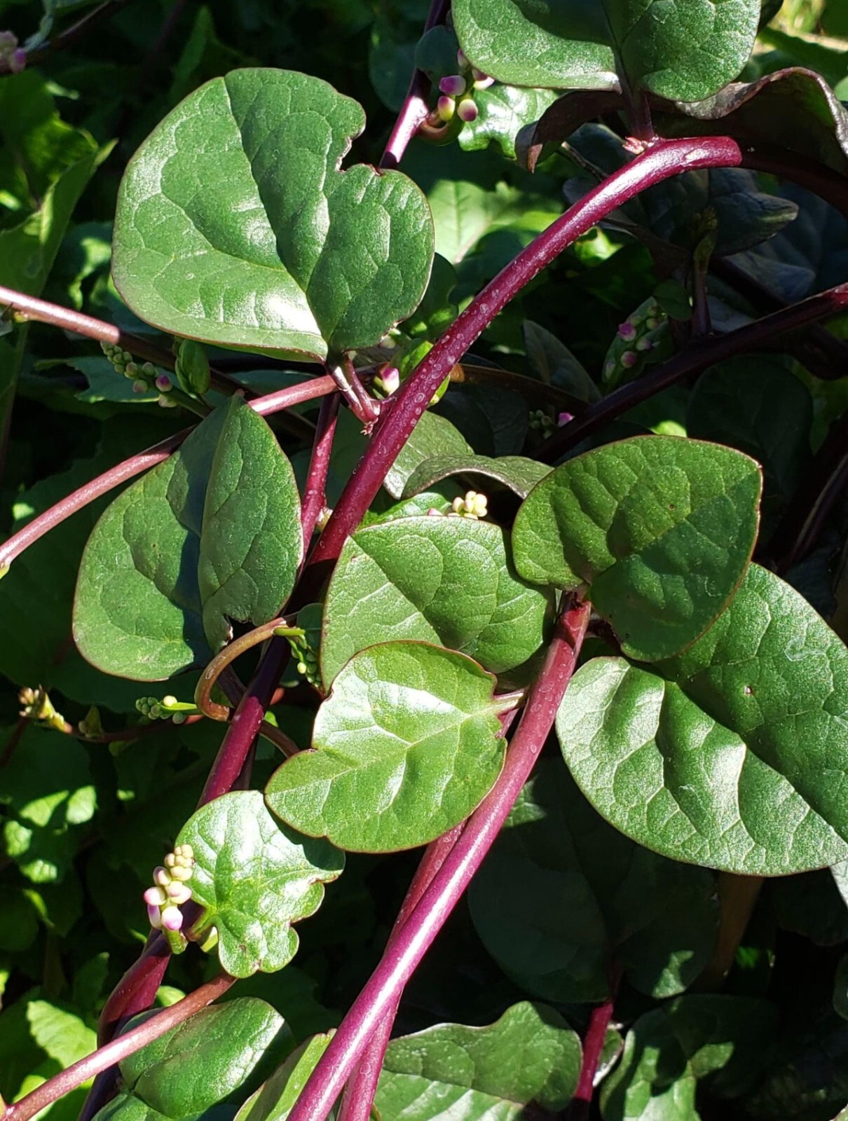 Red Malabar Spinach Seeds | Heirloom | Organic | Rare | Exotic | Heat Tolerant
