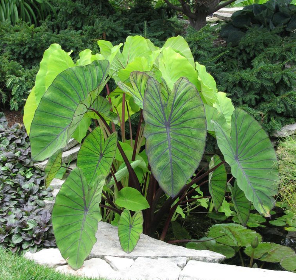 Illustris Colocasia – 1 Live Plant – 3in Pot – Ships Without Pot