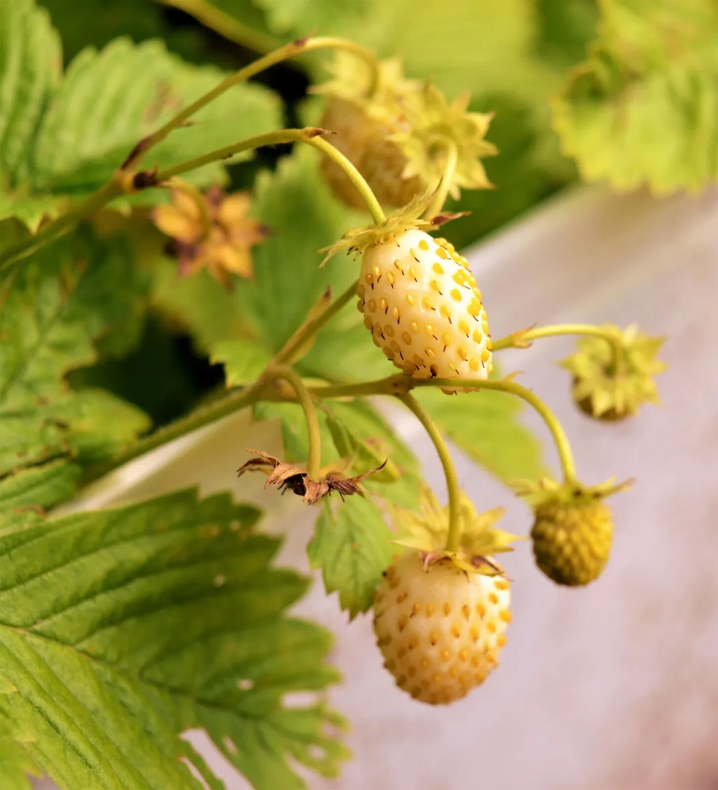 100 YELLOW WONDER STRAWBERRY Everbearing Heirloom Fragaria Vesca Fruit Seeds
