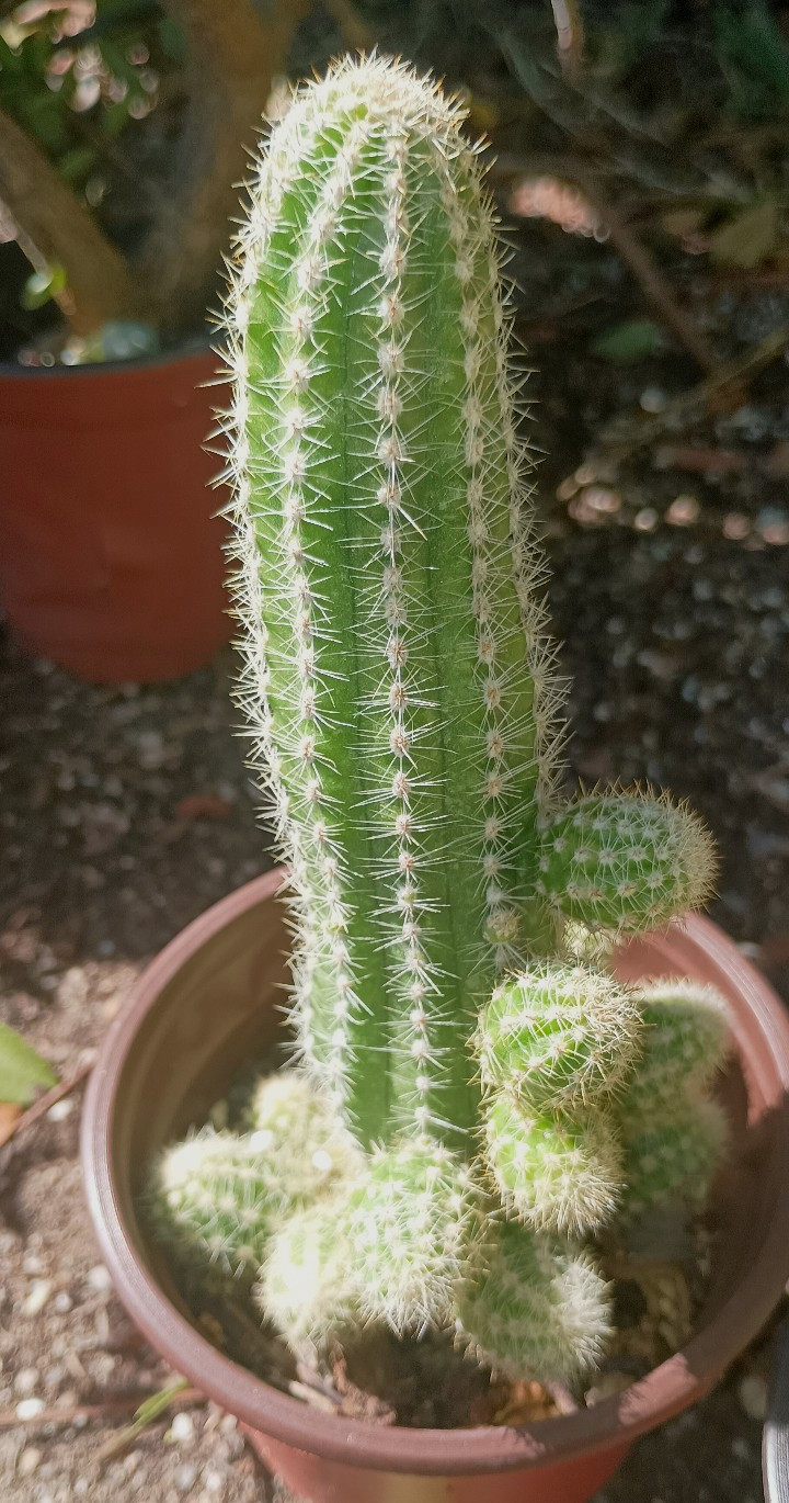Chamaecereus hybrid ‘Peanut Cactus’ ~6″+ FAT Mixed Flower Yearlings