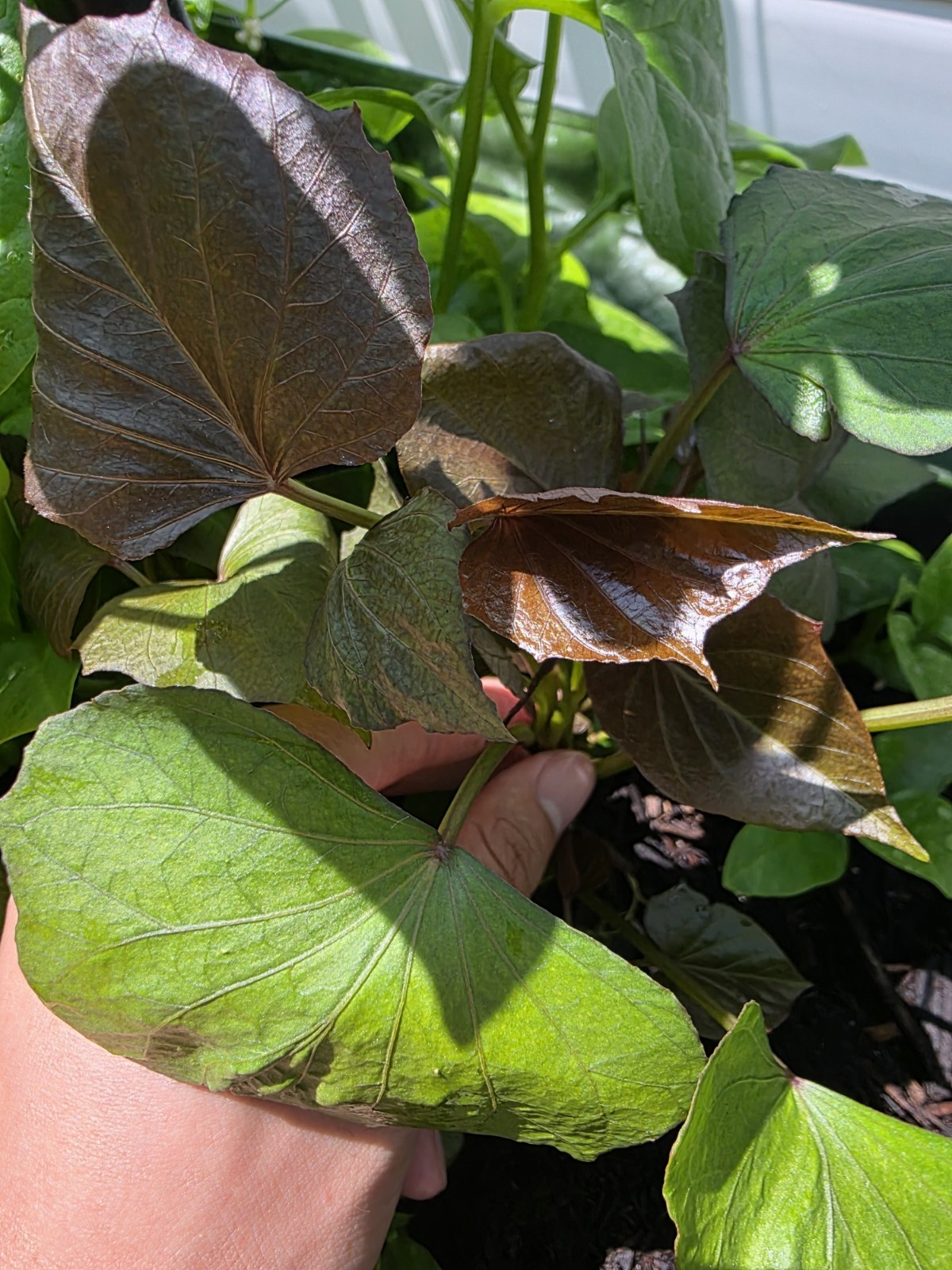 White Hannah x Red Garnet Yam Rooted Slips Premium Rare Variety Pack – 10 Total