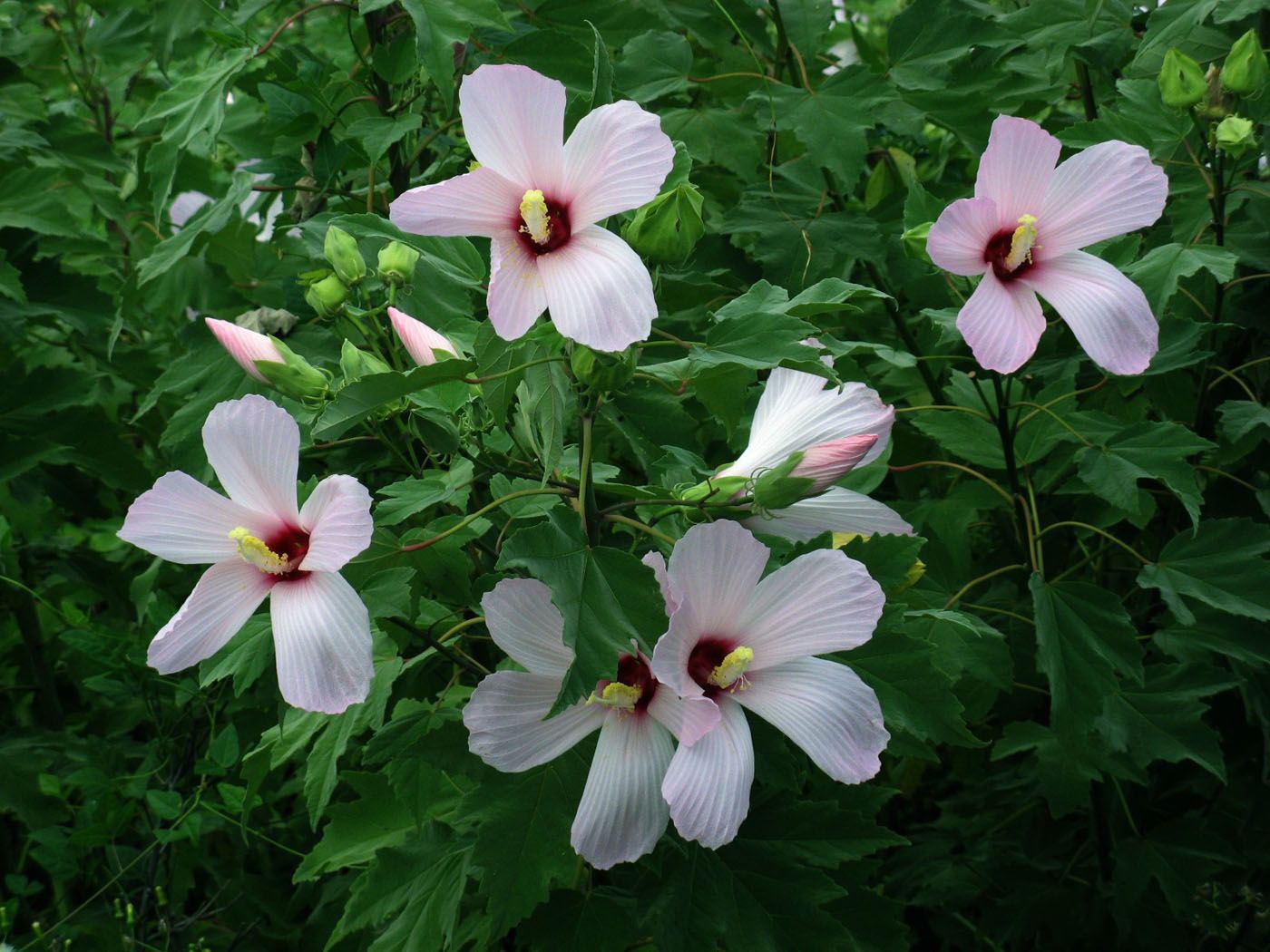 Hibiscus grandiflorus SWAMP ROSE MALLOW Seeds!
