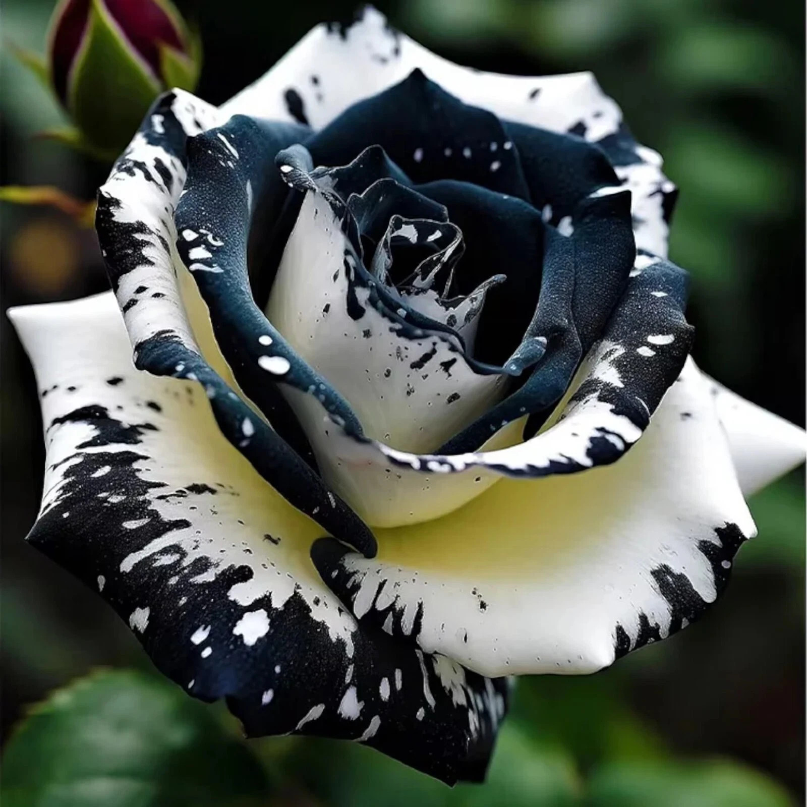 Black and White Rose Seeds- 50 or 100 Seeds.USA Seller- Free Shipping