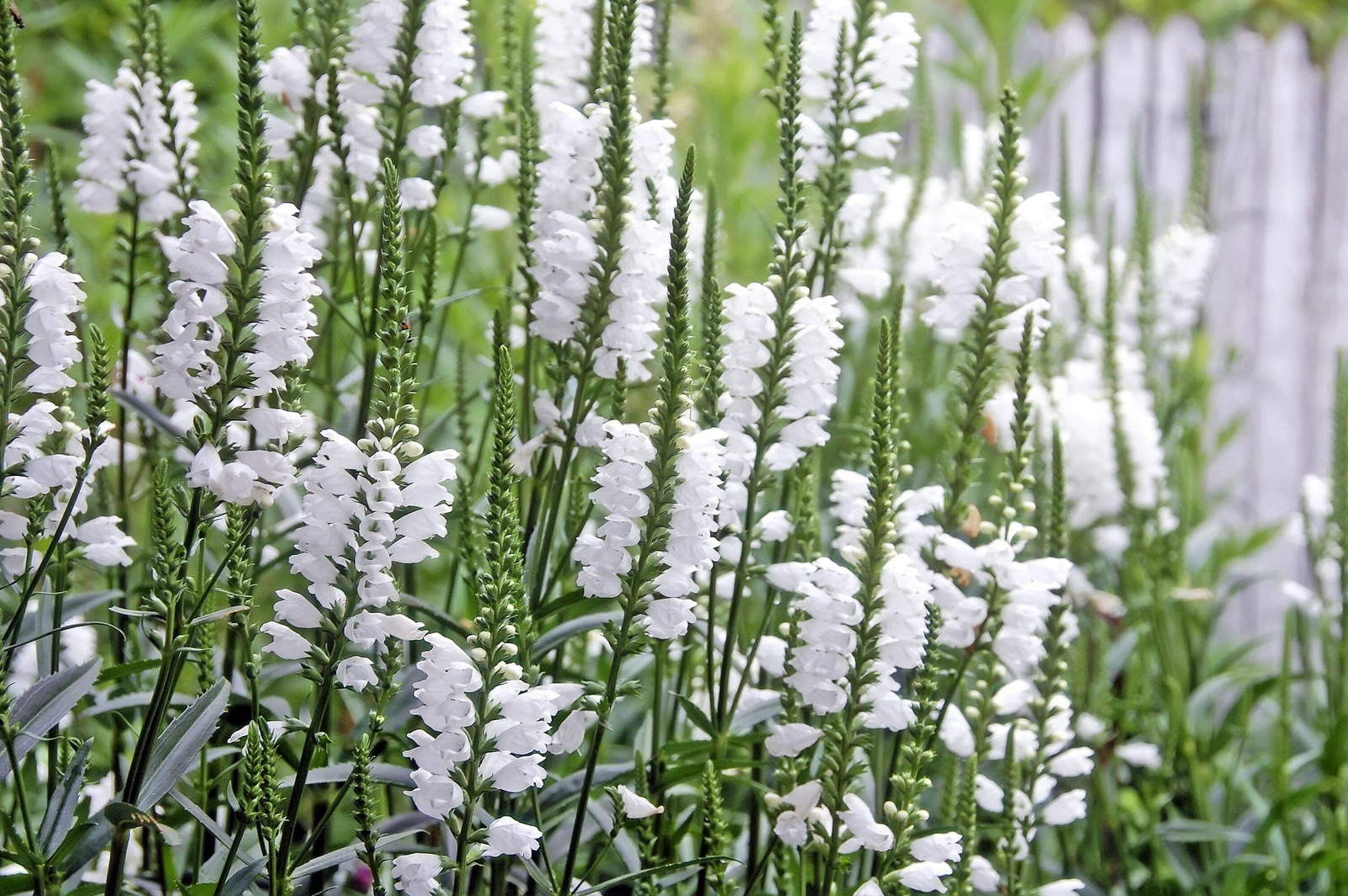 50 WHITE Showy OBEDIENT PLANT (False Dragon Head) Physostegia Angustifolia Seeds
