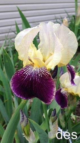 2 Tall Bearded IRIS ~ Beautiful Ruffled PURPLE & YELLOW ~ 2 LIVE PLANTS