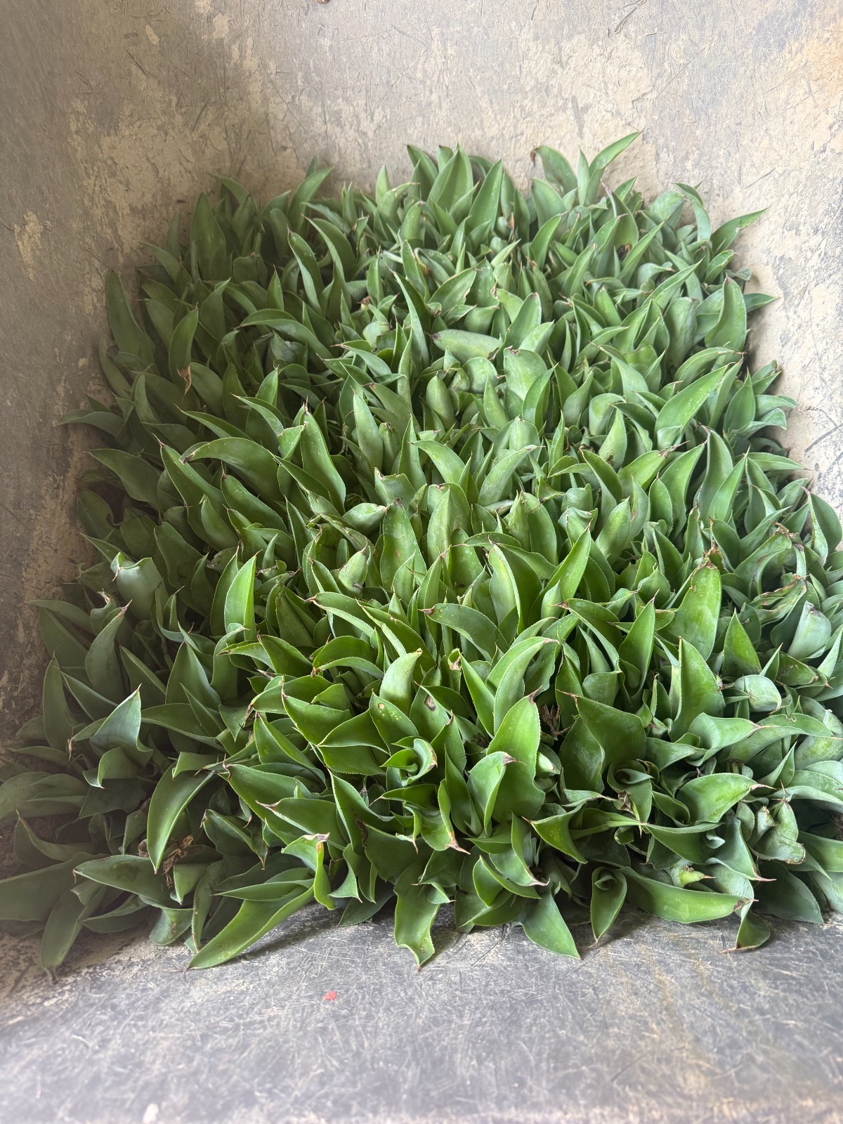 American Blue Agave Pups (Century Plant)