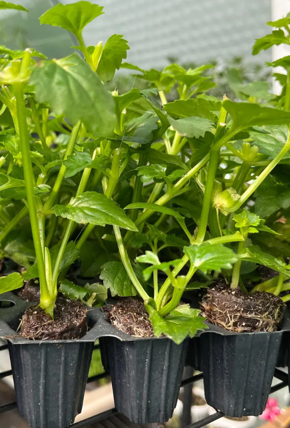 Torenia Summer Wave Trailing Large Blue Live Plant Plug – 1–3″ Tall