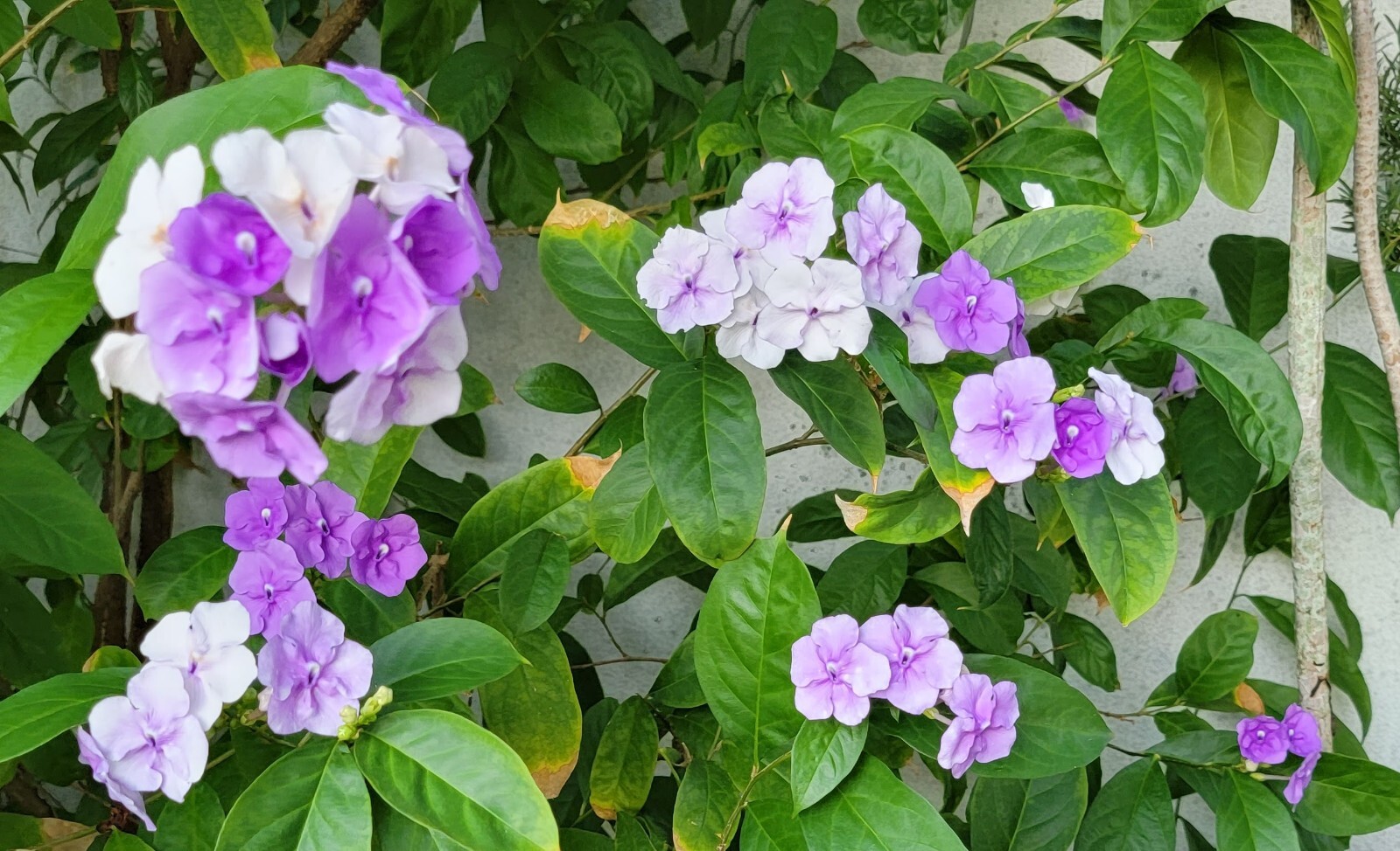 YESTERDAY, TODAY & TOMORROW Semi-Tropical Flowering Shrub, Purple White Lavender