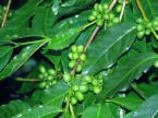 Coffee arabica Nana DWARF COFFEE PLANT Seeds!