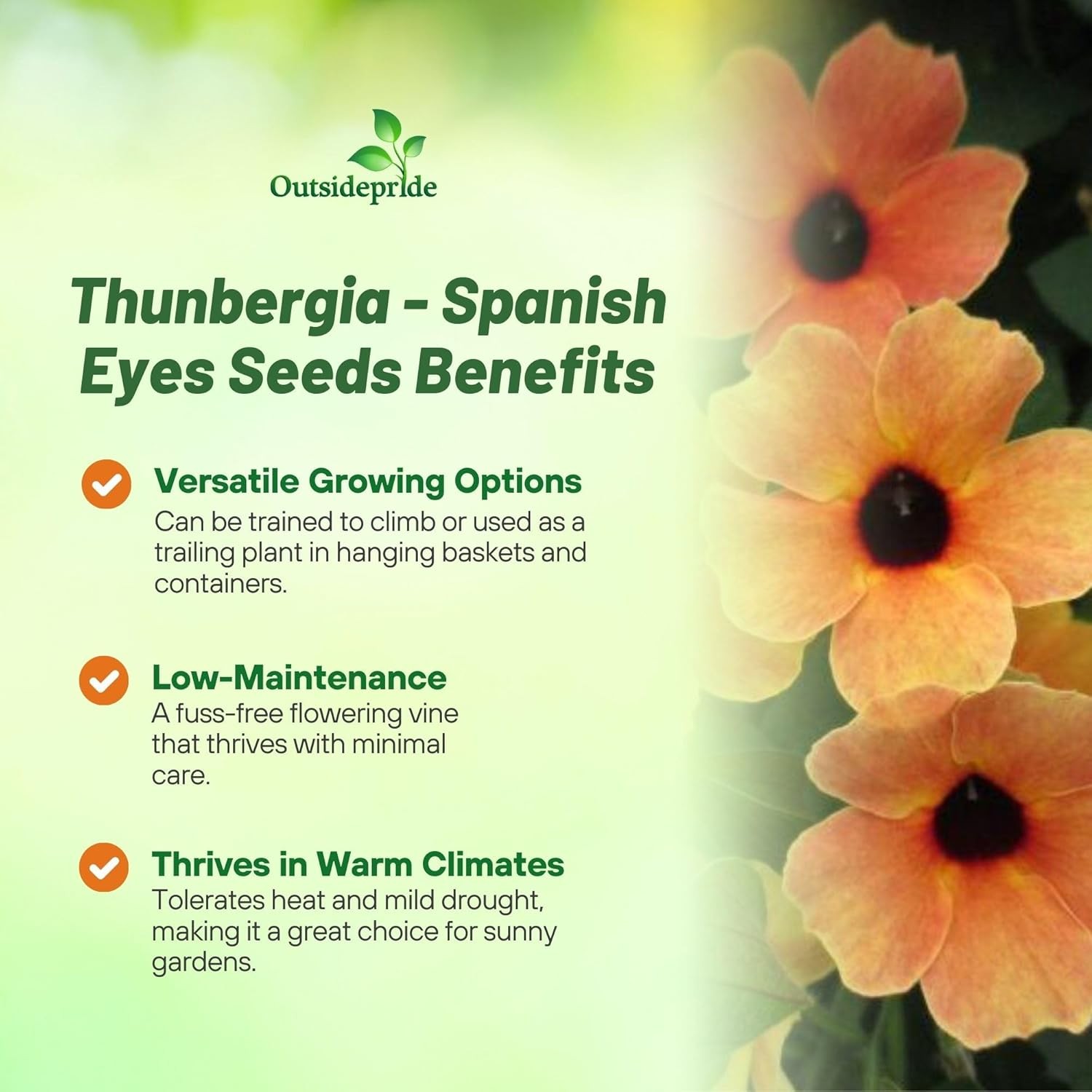 10 Seeds Black-eyed Susan Thunbergia Alata Spanish Eyes Vines Plant Seeds