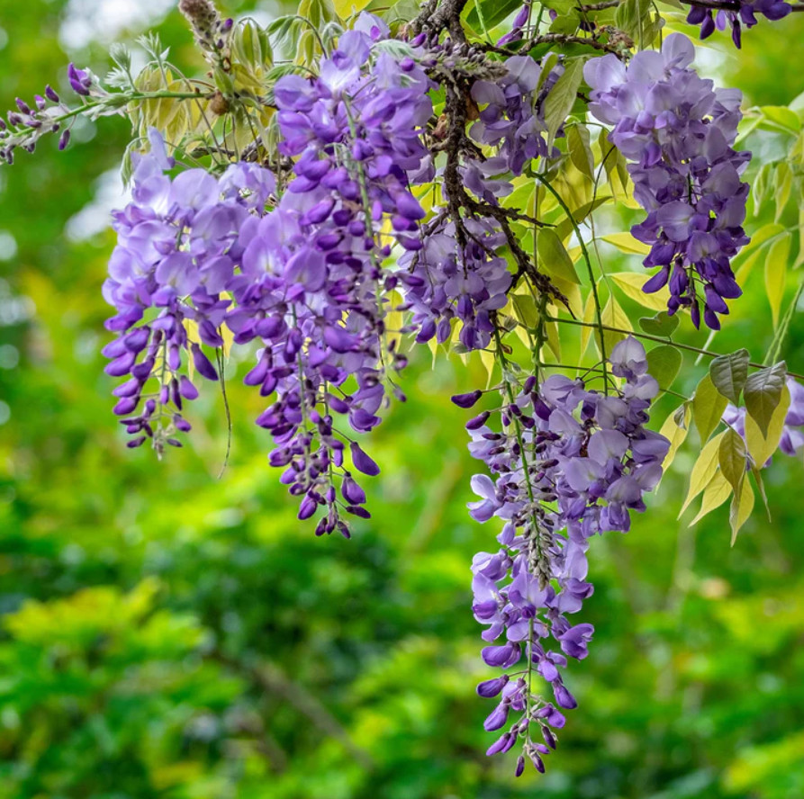 Purple Wisteria Vine, Live Plant, 2.5″ Pot, 6–12″ Tall, No Ship AK, HI, PR