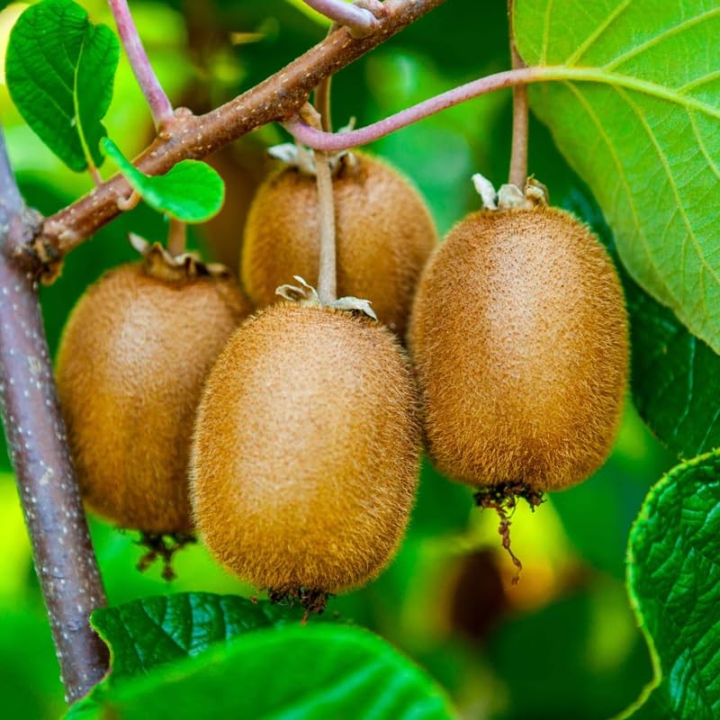 2 Kiwi Plants Live 4-6 Inch Tall Kiwi Vines, Perennial Fruit Plants