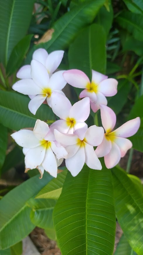 Plumeria Cuttings 12″ Exotic & Tropical White and Yellow – Ready to Root!