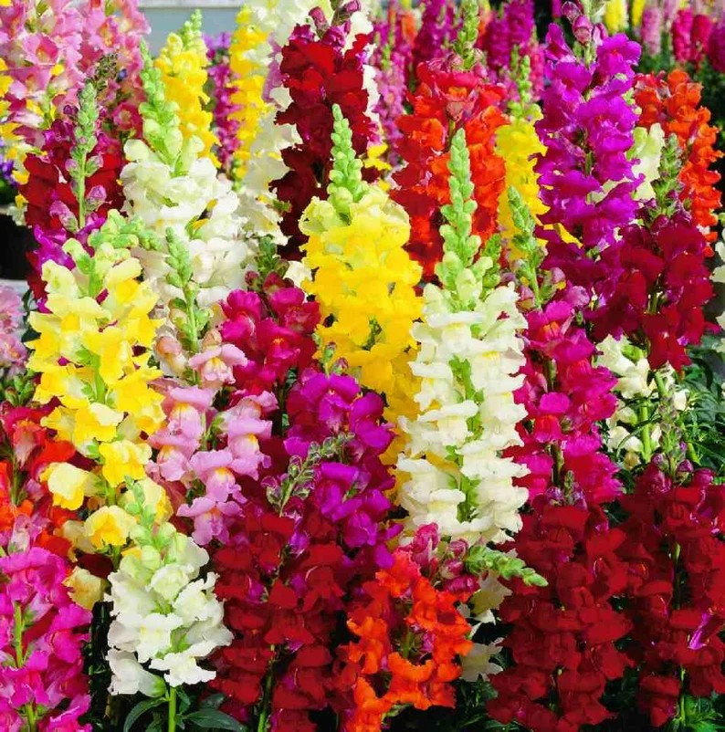3000+ Snapdragon Tall Mix Seeds – Tall Flower ———– BRIGHT MIXED COLORS