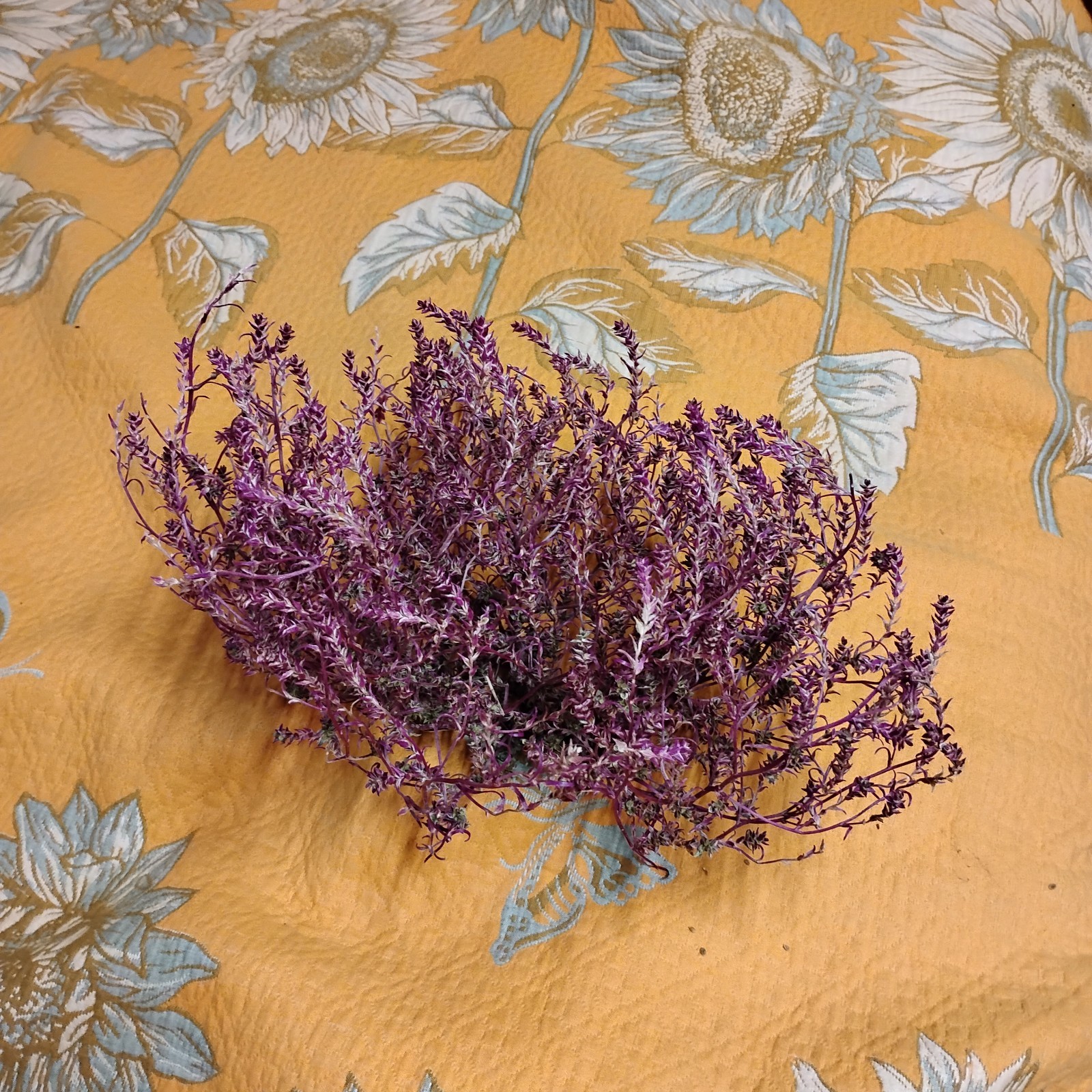 purple tumbleweed little guy