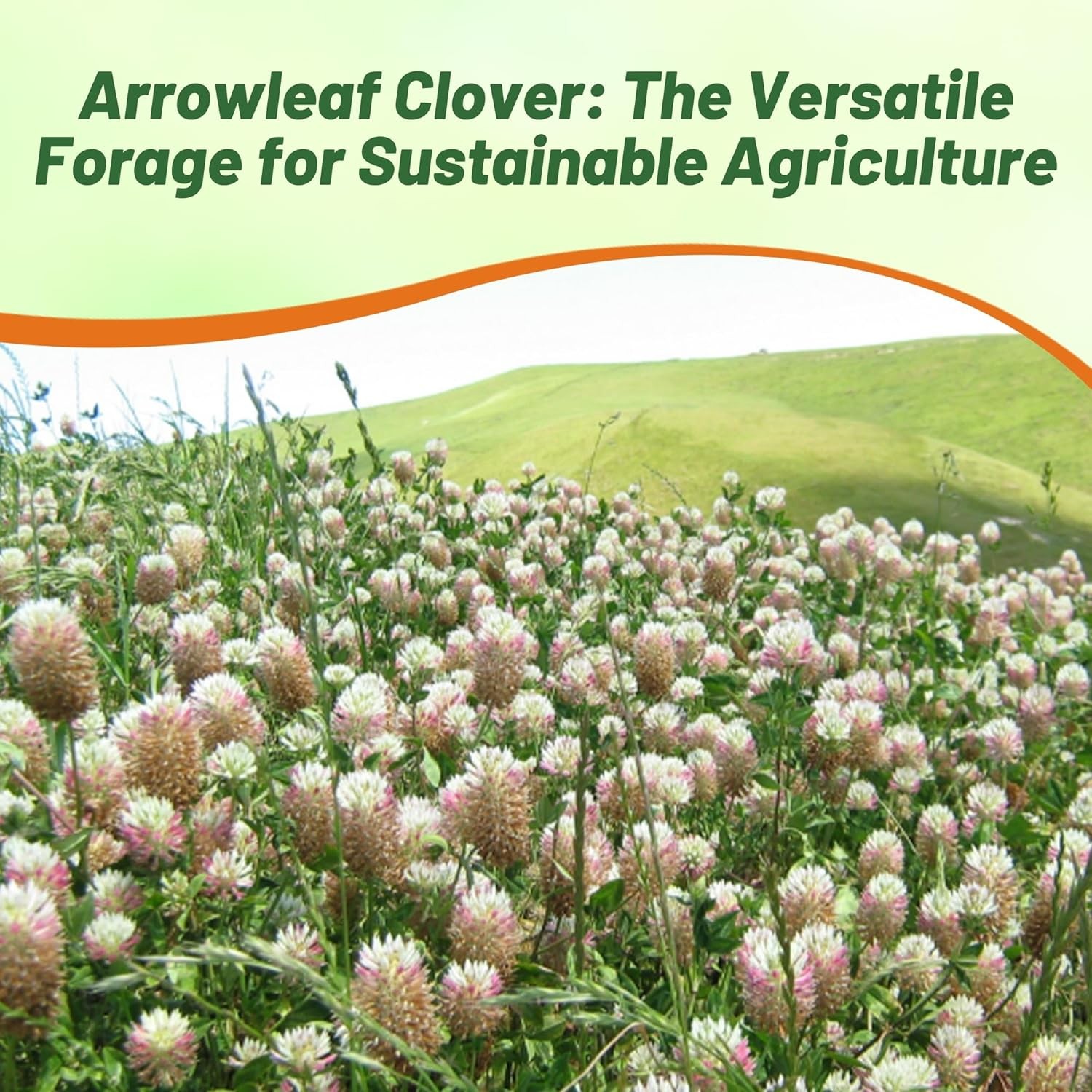 50 LBS – Inoculated Arrowleaf Clover Seeds – Trifolium Vesiculusom