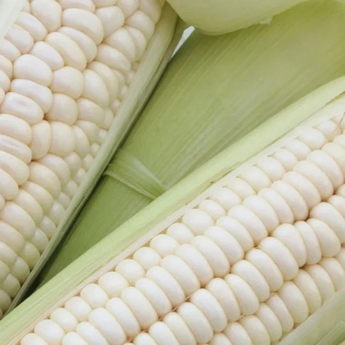 50 White Sweet Corn Seeds – Tender Juicy Ears for Summer Harvest in Home Garden