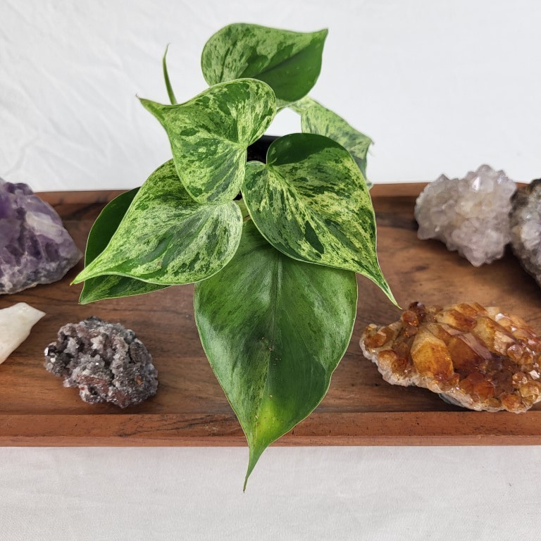 Philodendron Hederaceum, Heart Leaf Variegated 2.5″ Pot, Fedex 2 day*