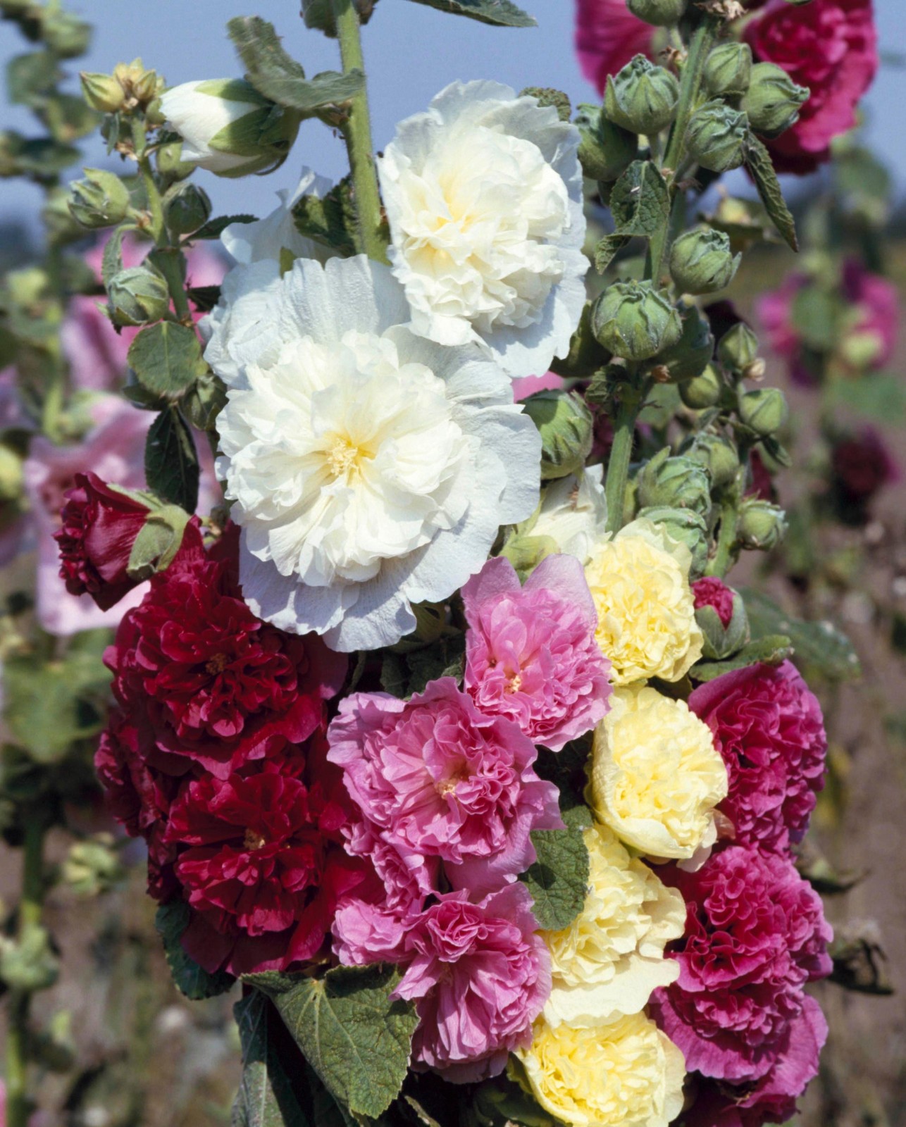 Hollyhock Tall Double Mixed Flower Seeds (50) Fifty Seeds. Free Shipping!