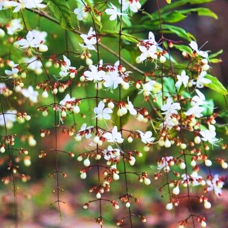3 Mixed Bleeding Heart Clerodendrum Plants Live 5-10 Inch Tall