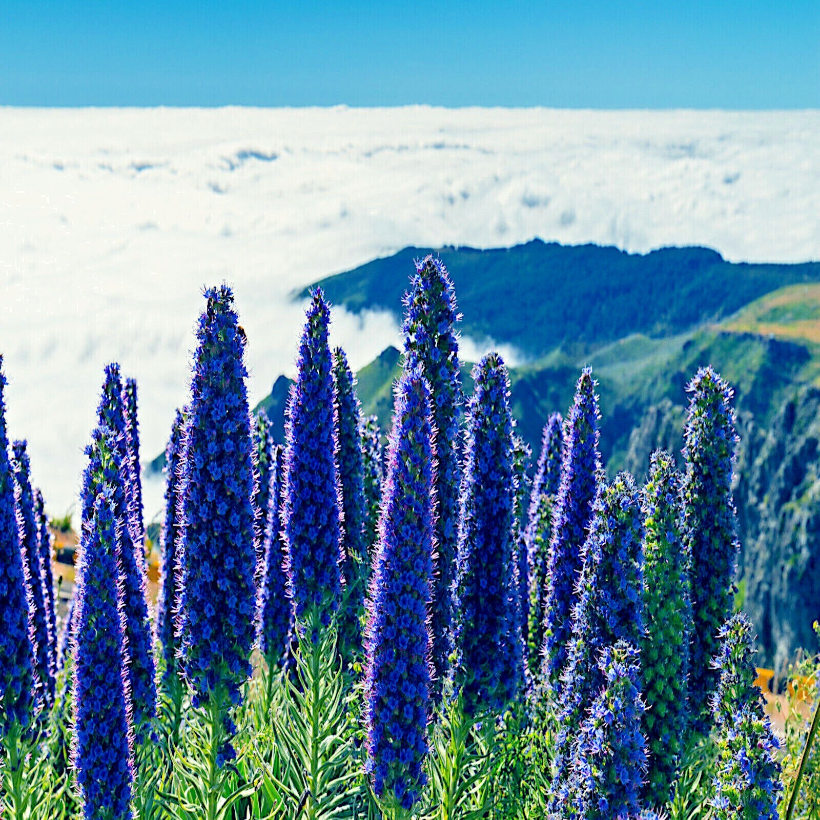 PRIDE OF MADEIRA Flower Seeds Echium fastuosum Blue Tower of Jewels Garden Plant