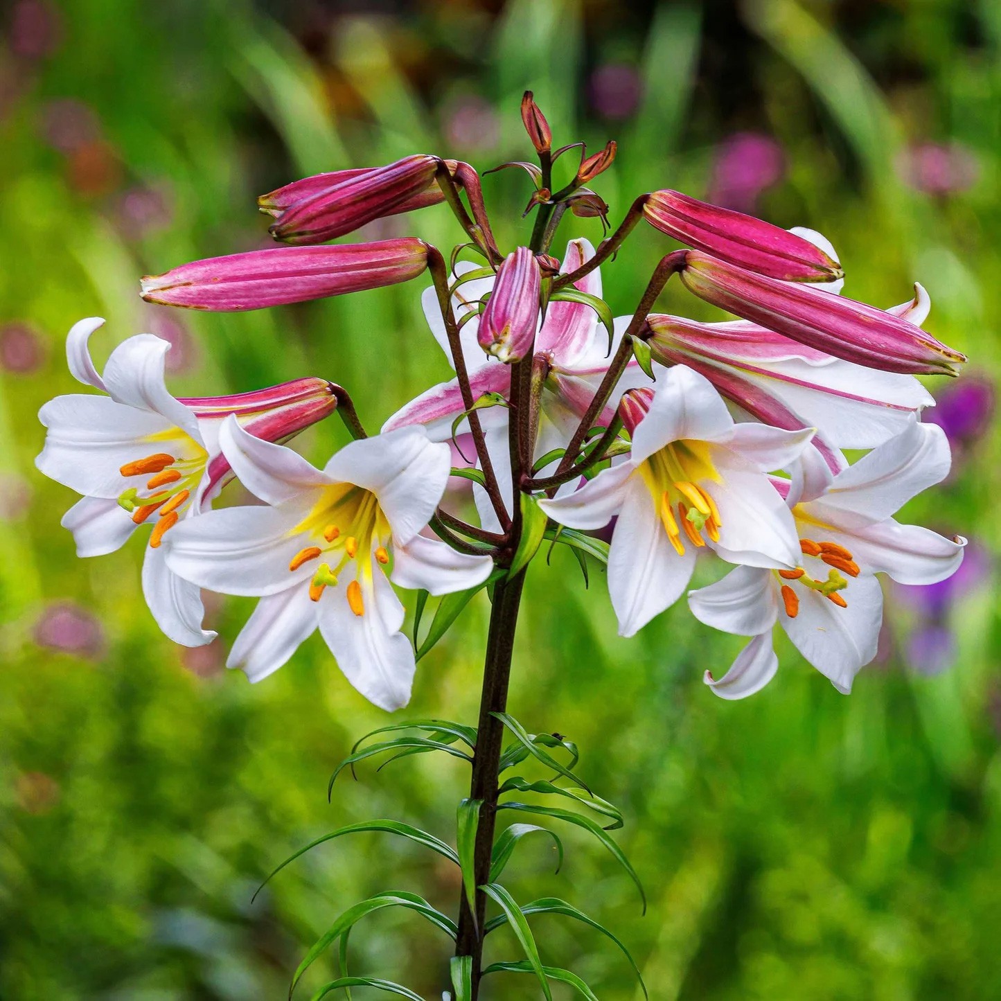 Lilium regale | Regal & Royal & Kings & Christmas Lily | 20_Seeds