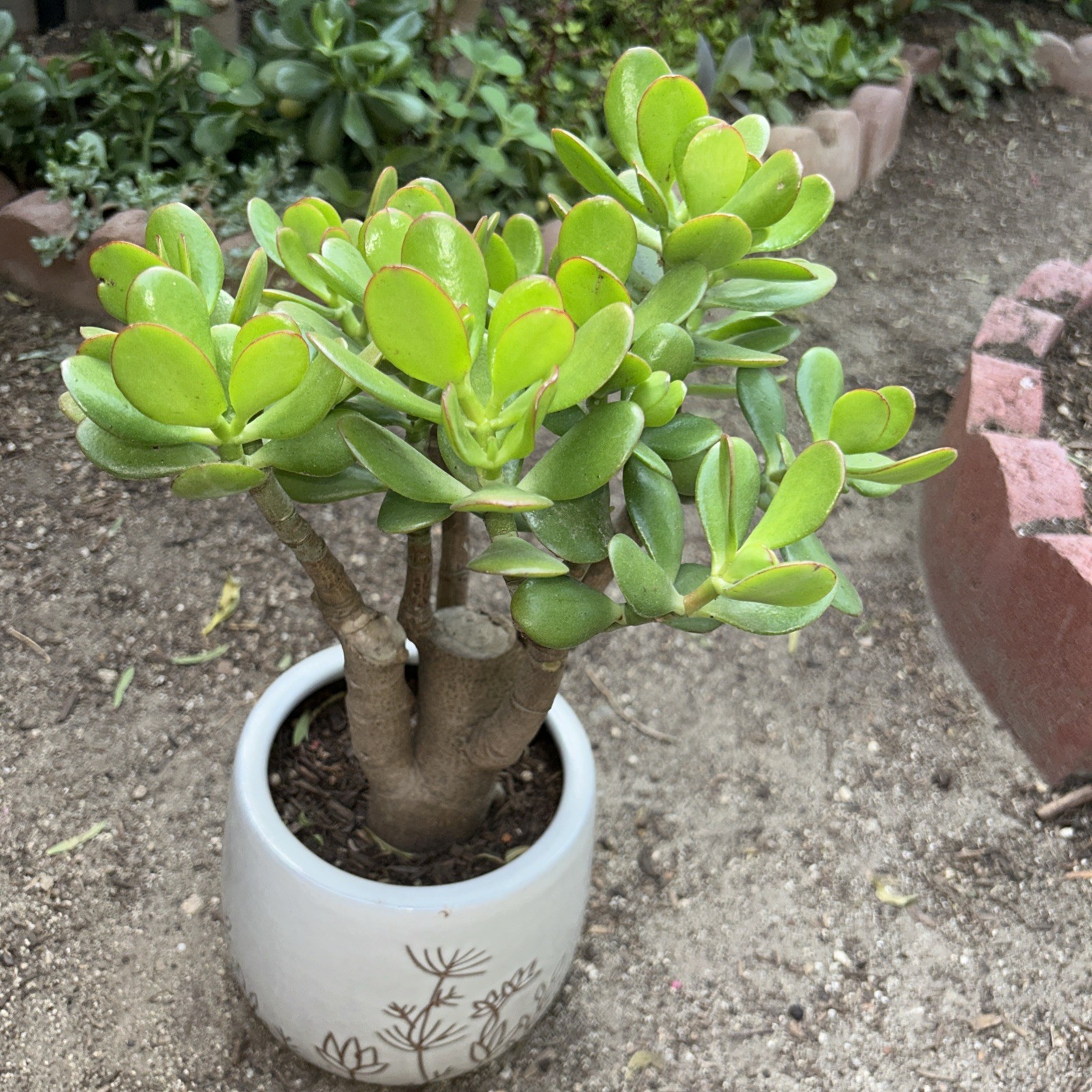Jade Plant Crassula Ovata Money Tree 12” Tall X 10” Wide Blooms White