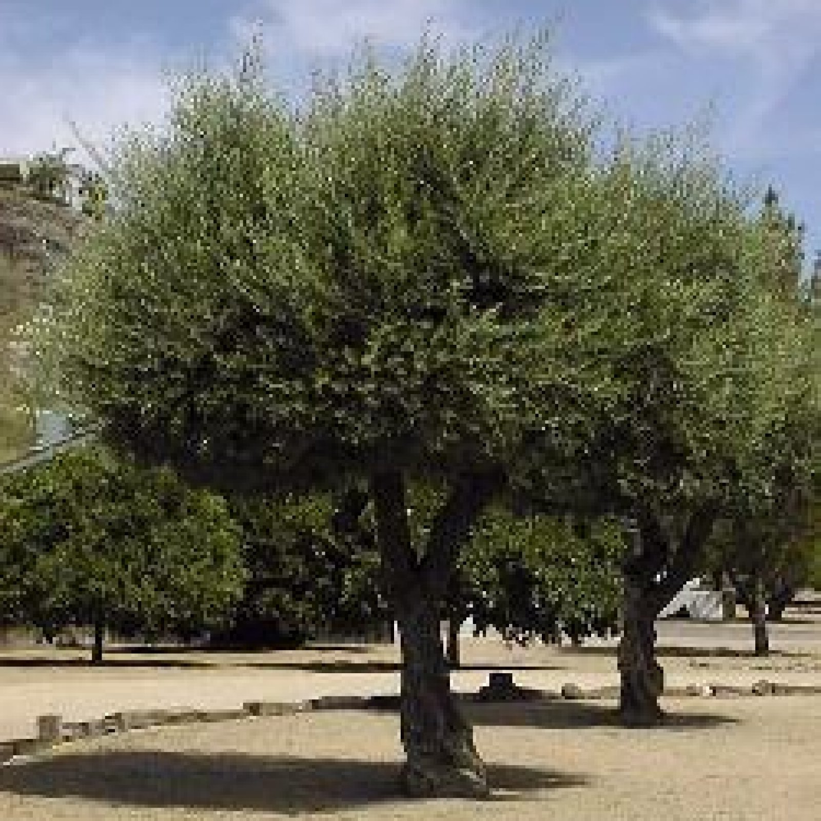OLIVE TREE Olea Europaea 5,10,20,50 SEEDS