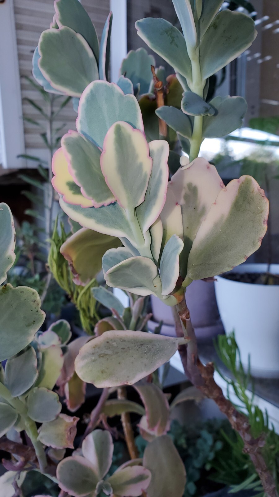 40 Succulent Assorted cuttings