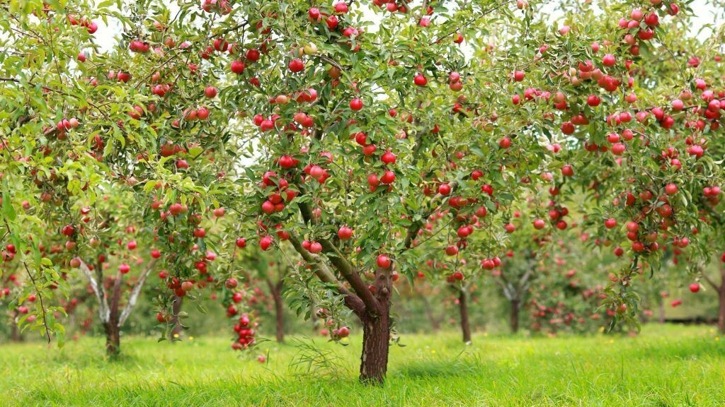 Red Delicious Apple tree seeds 5 count