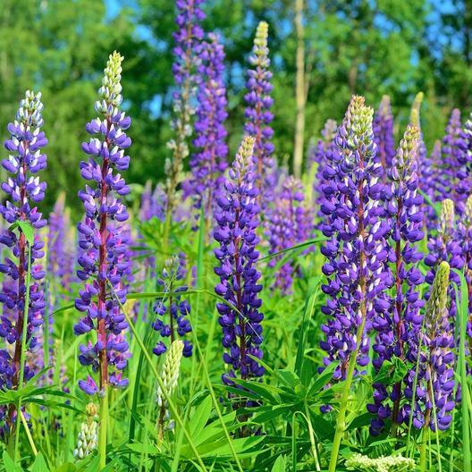Landscaper’s Pack PATRIOTIC GARDEN Wildflower Mix Red White Blue USA 3000 Seeds!
