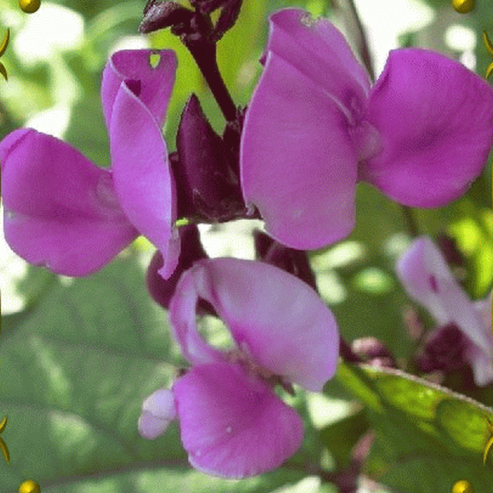 Purple Moonshadow 10 Seeds. Free Shipping!